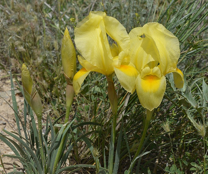 Iris urmiensis photo 4