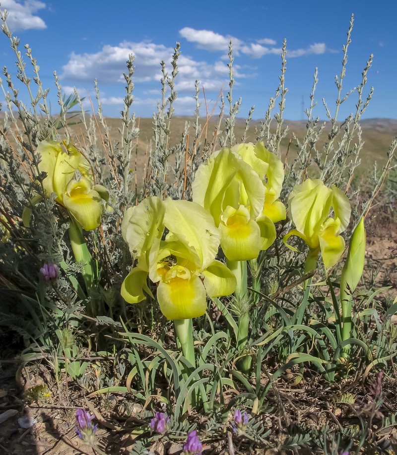 Iris urmiensis photo 5