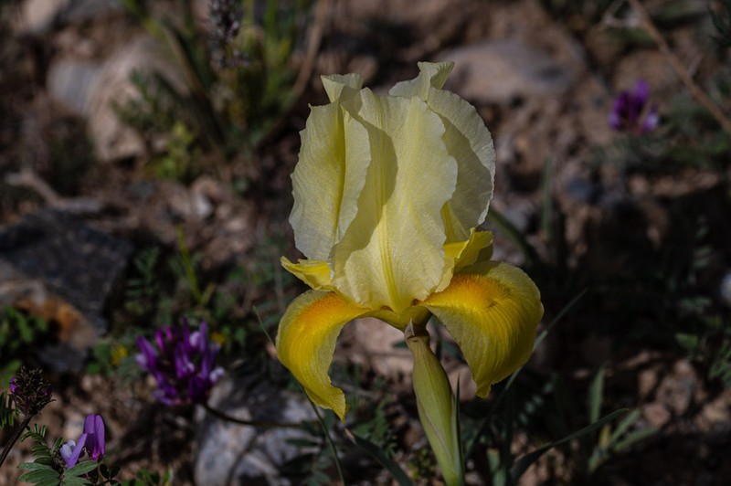 Iris urmiensis photo 6
