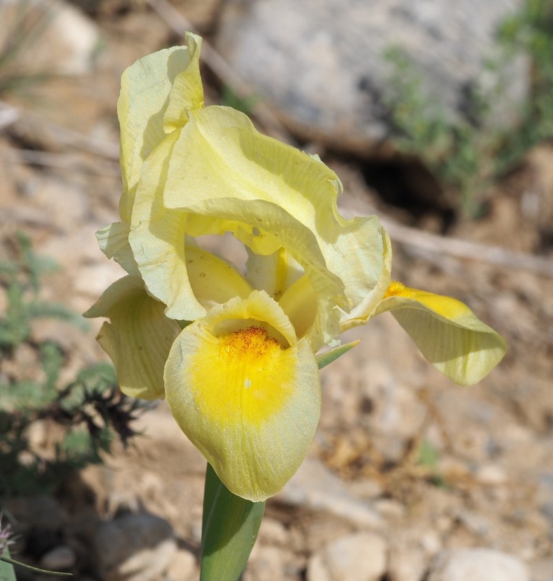 Iris urmiensis photo 7