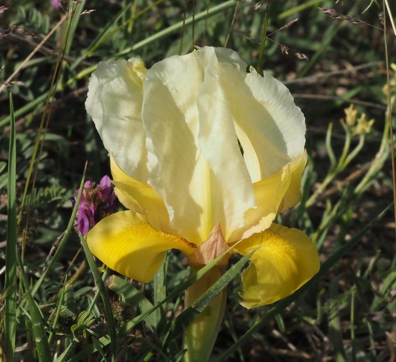 Iris urmiensis photo 8