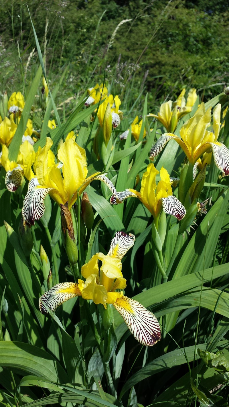 Hungarian Iris