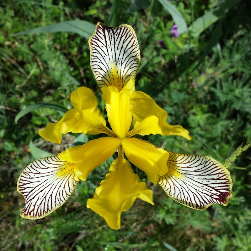 Hungarian Iris photo 2