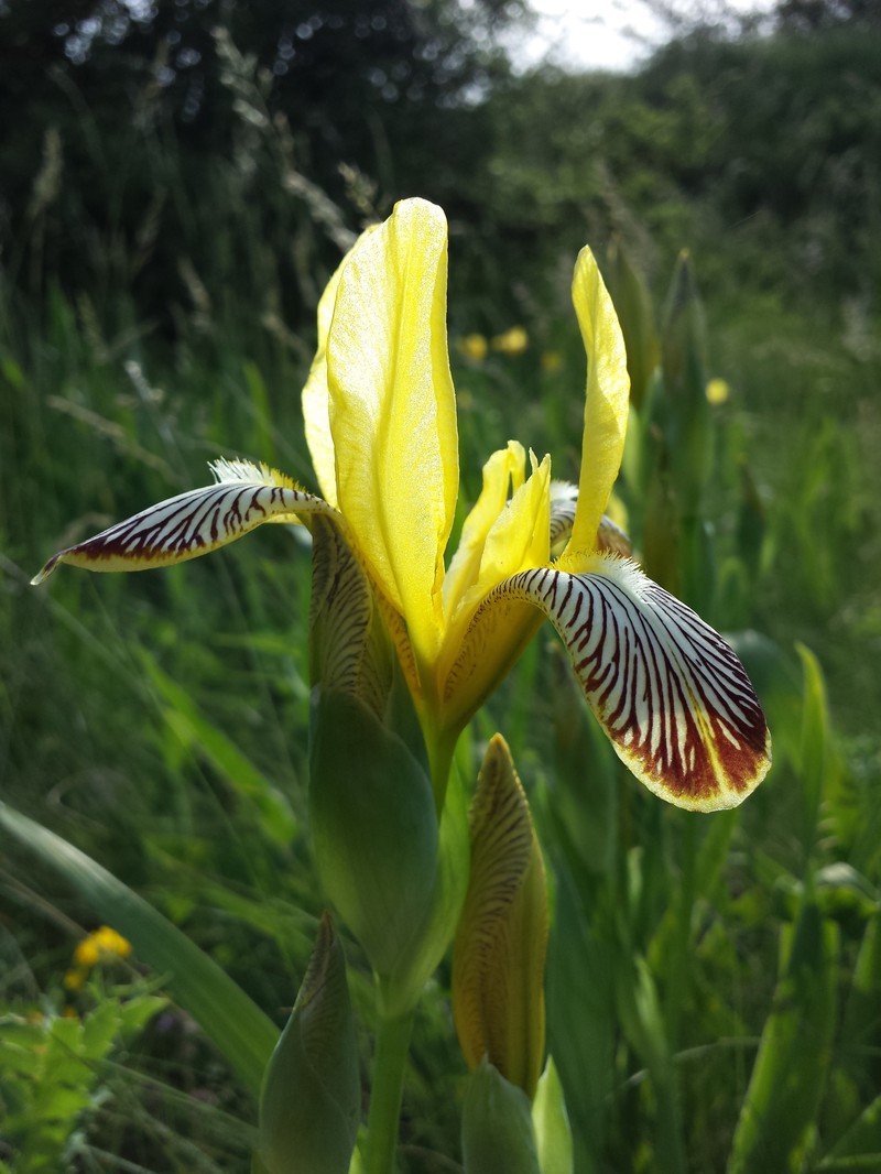 Hungarian Iris photo 3