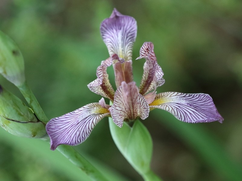 Hungarian Iris photo 4