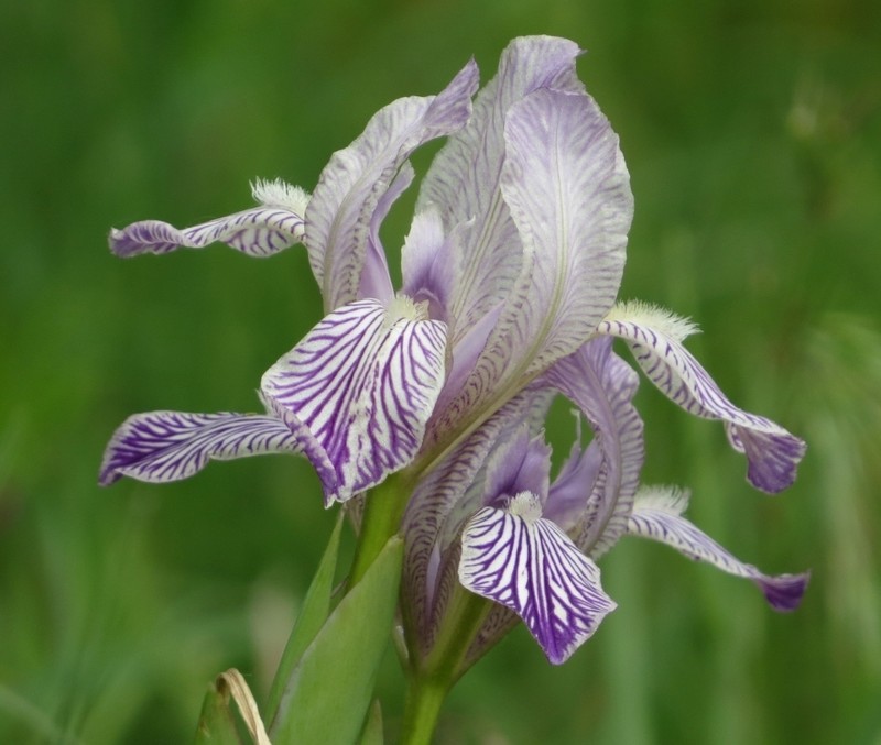 Hungarian Iris photo 5