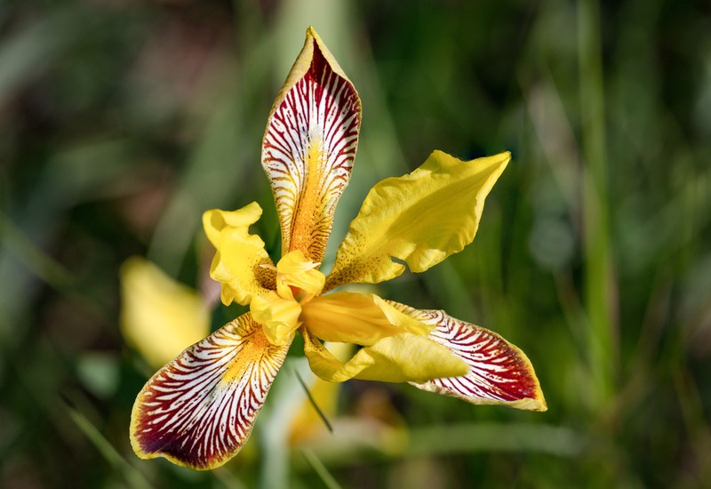 Hungarian Iris photo 6