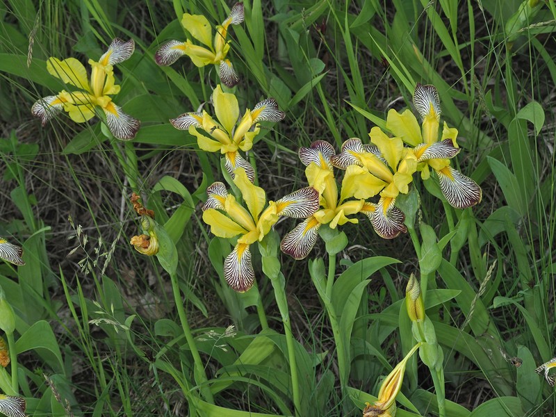 Hungarian Iris photo 7
