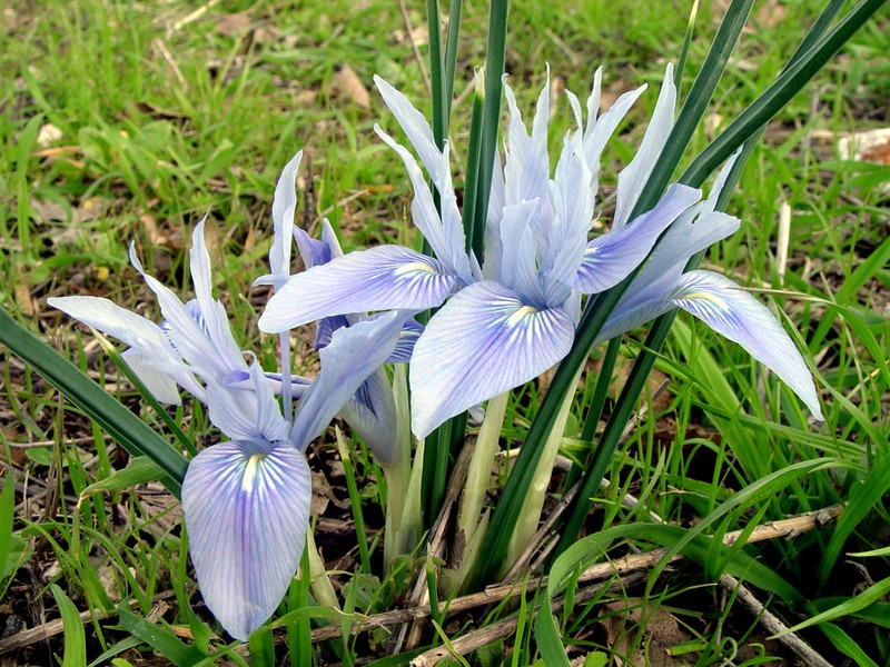 Iris vartanii photo 2