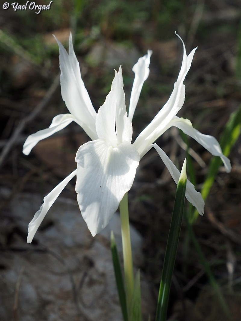 Iris vartanii photo 3