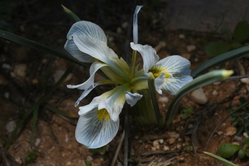 Iris vartanii photo 4