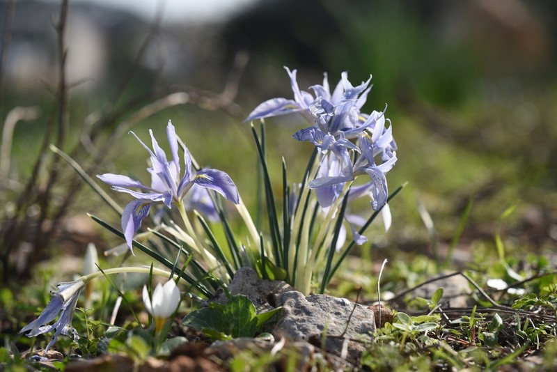 Iris vartanii photo 5