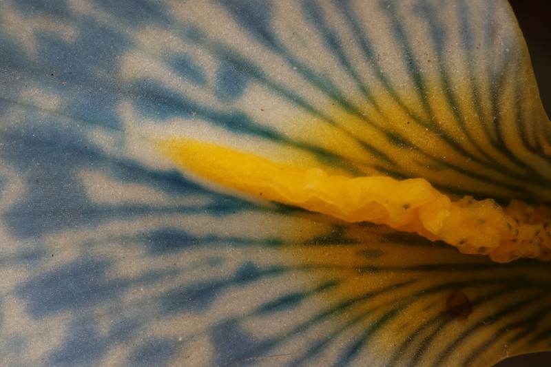 Iris vartanii photo 6
