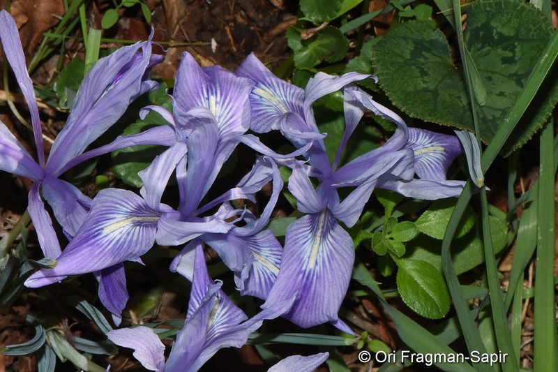 Iris vartanii photo 7