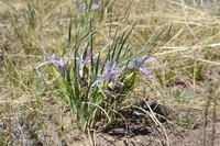 Iris ventricosa