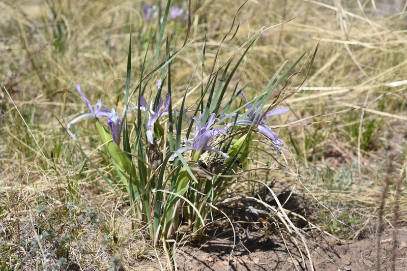 Iris ventricosa