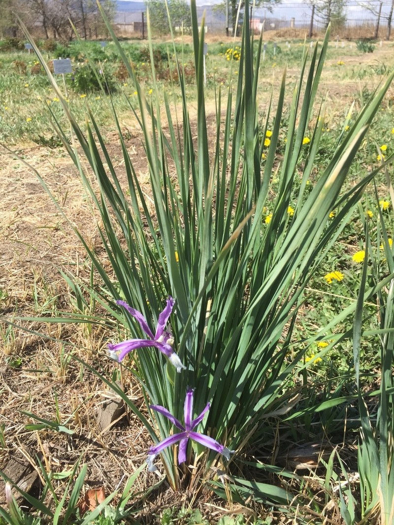 Iris ventricosa photo 2