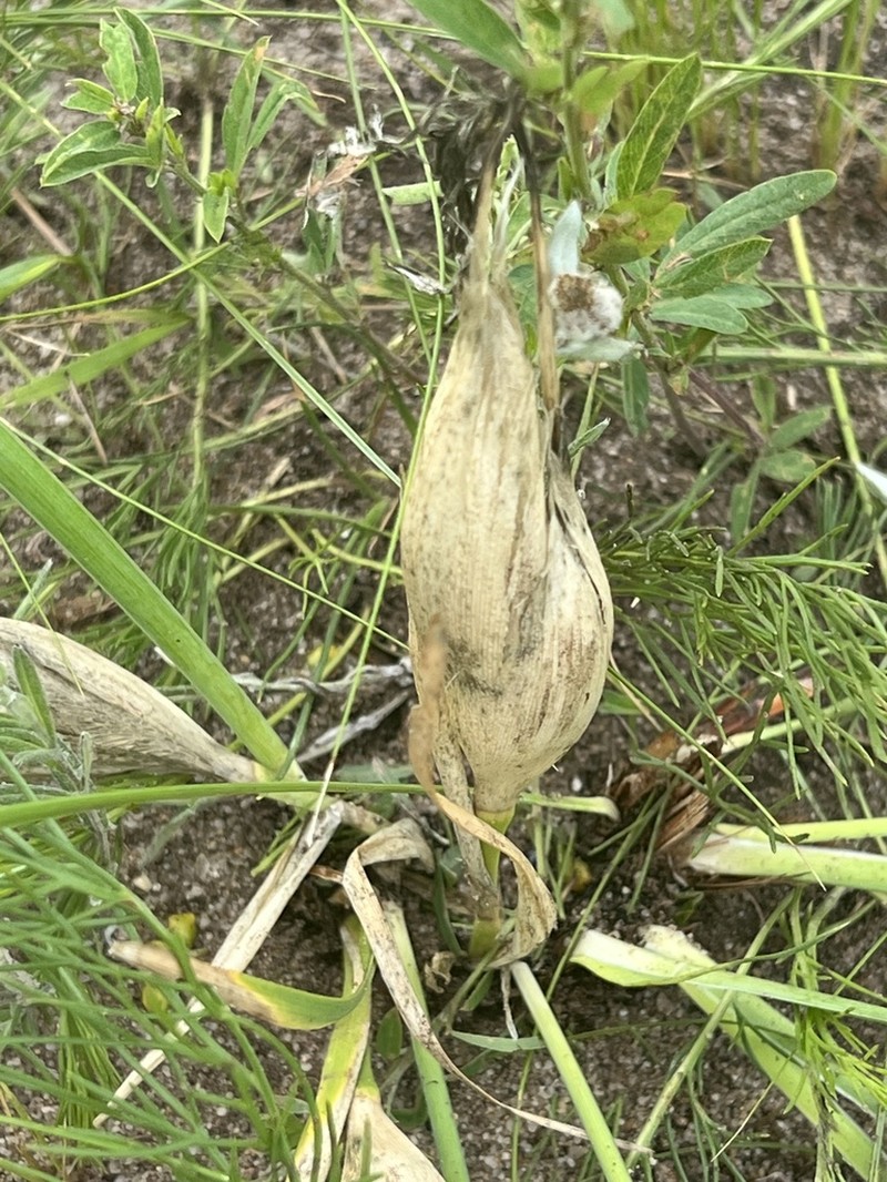 Iris ventricosa photo 3