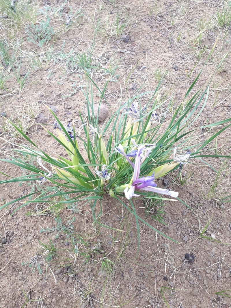 Iris ventricosa photo 4