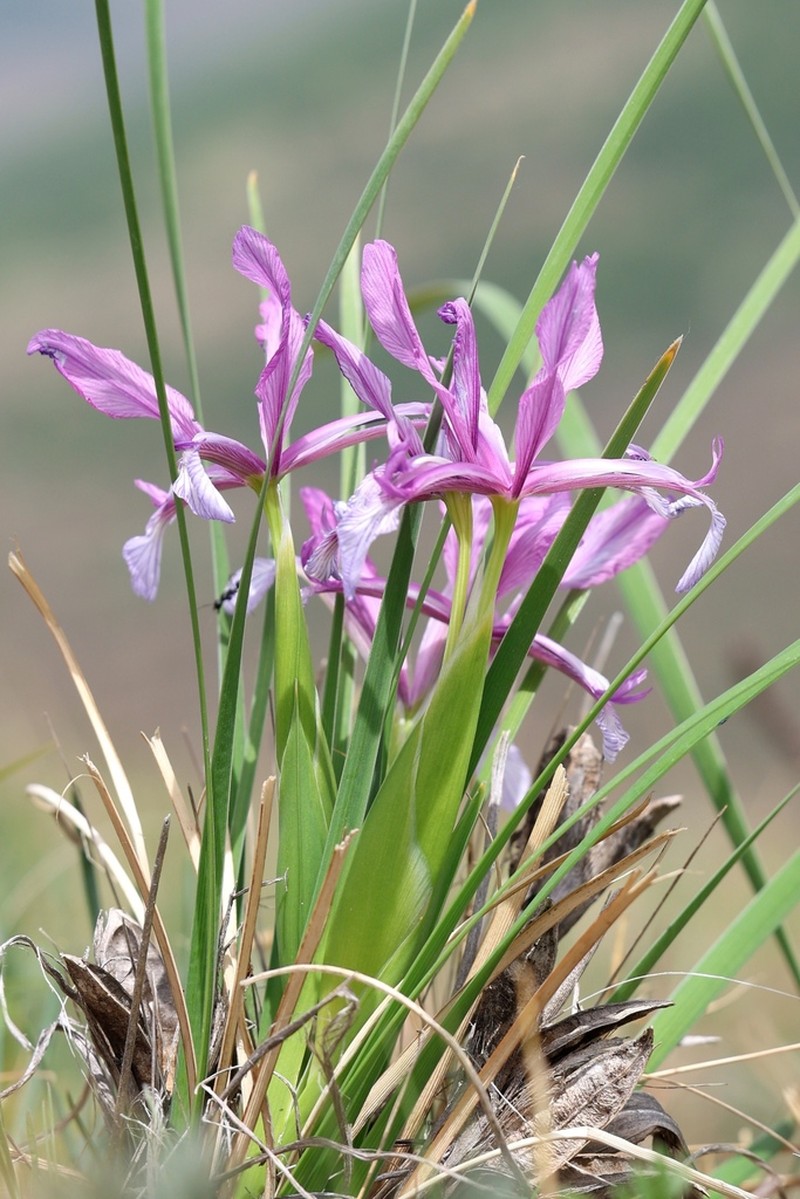 Iris ventricosa photo 5