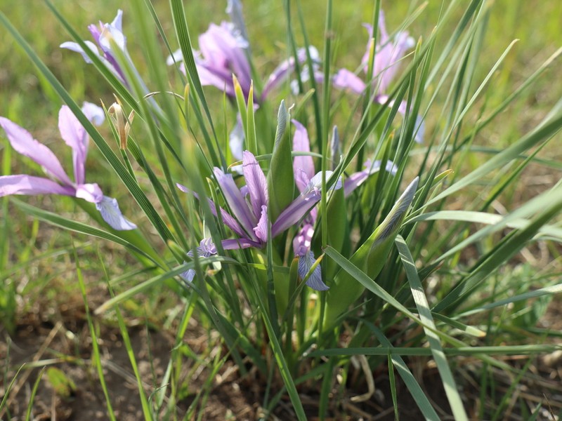 Iris ventricosa photo 6