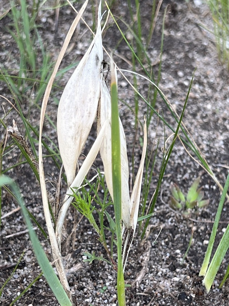 Iris ventricosa photo 7