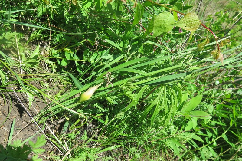 Iris ventricosa photo 8