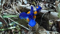 Dwarf Violet Iris