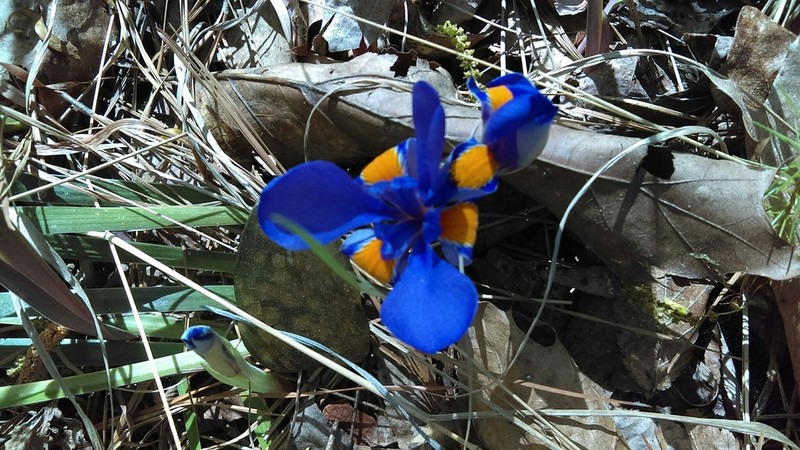 Dwarf Violet Iris