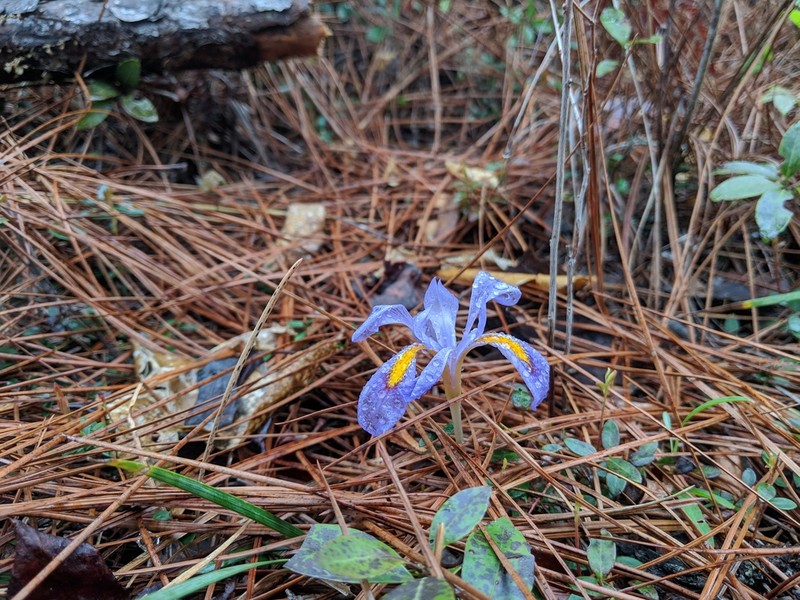 Dwarf Violet Iris photo 2