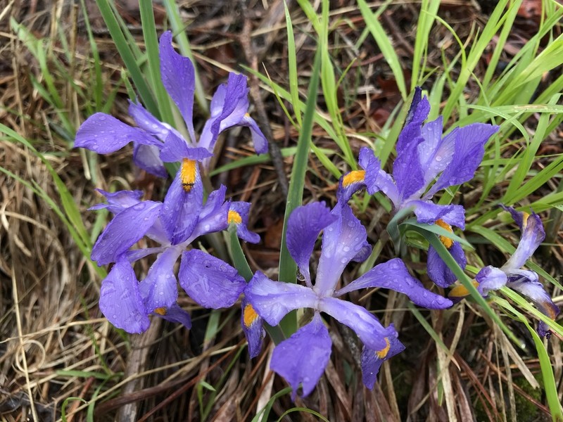 Dwarf Violet Iris photo 3