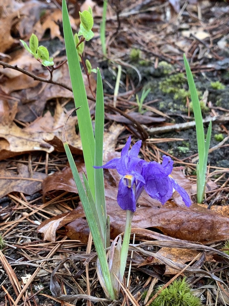 Dwarf Violet Iris photo 4