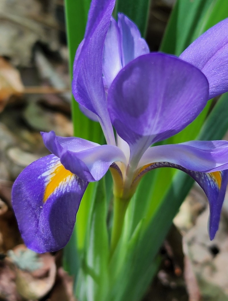 Dwarf Violet Iris photo 5