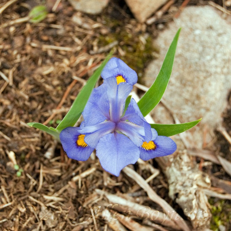 Dwarf Violet Iris photo 6