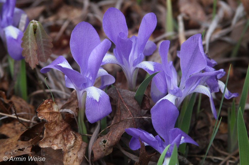 Dwarf Violet Iris photo 7