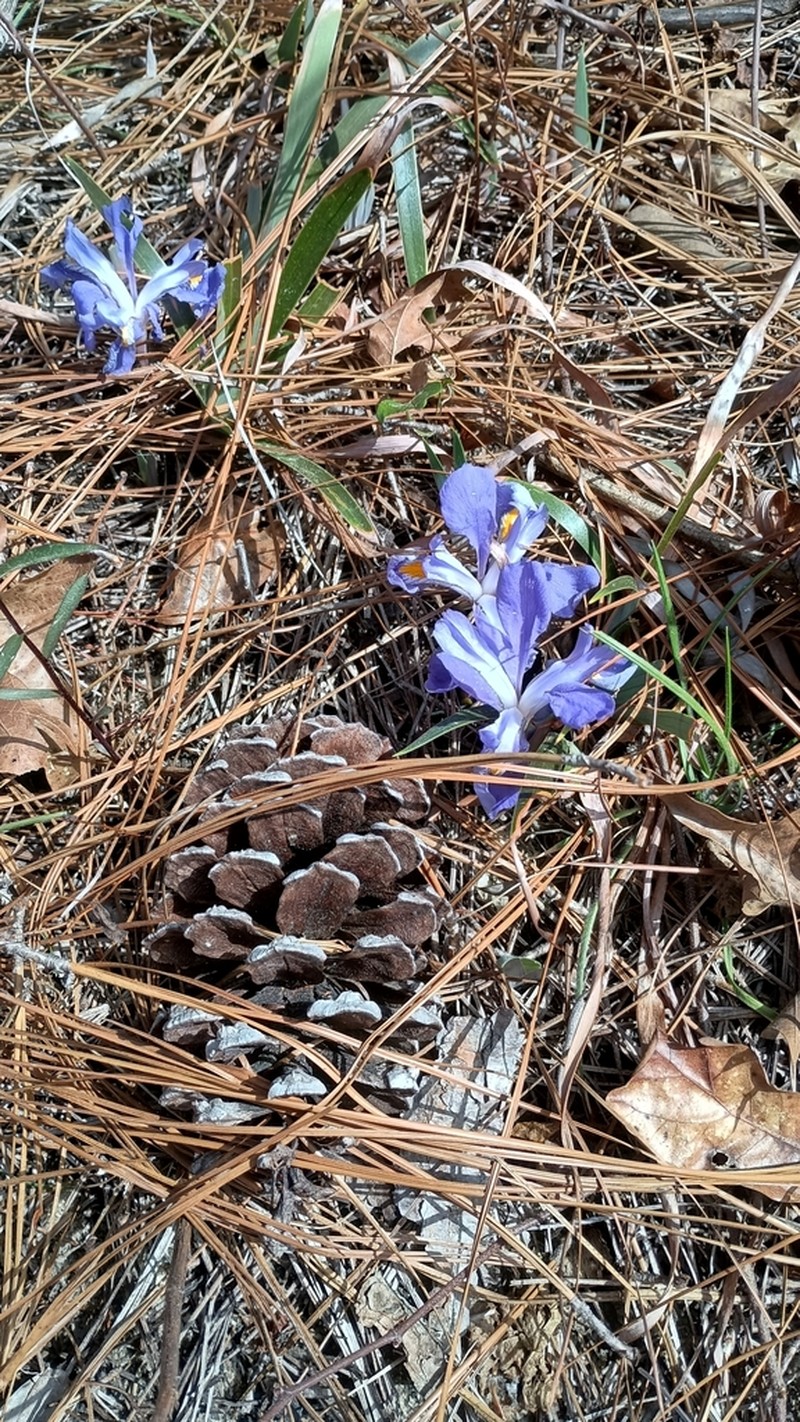 Dwarf Violet Iris photo 8