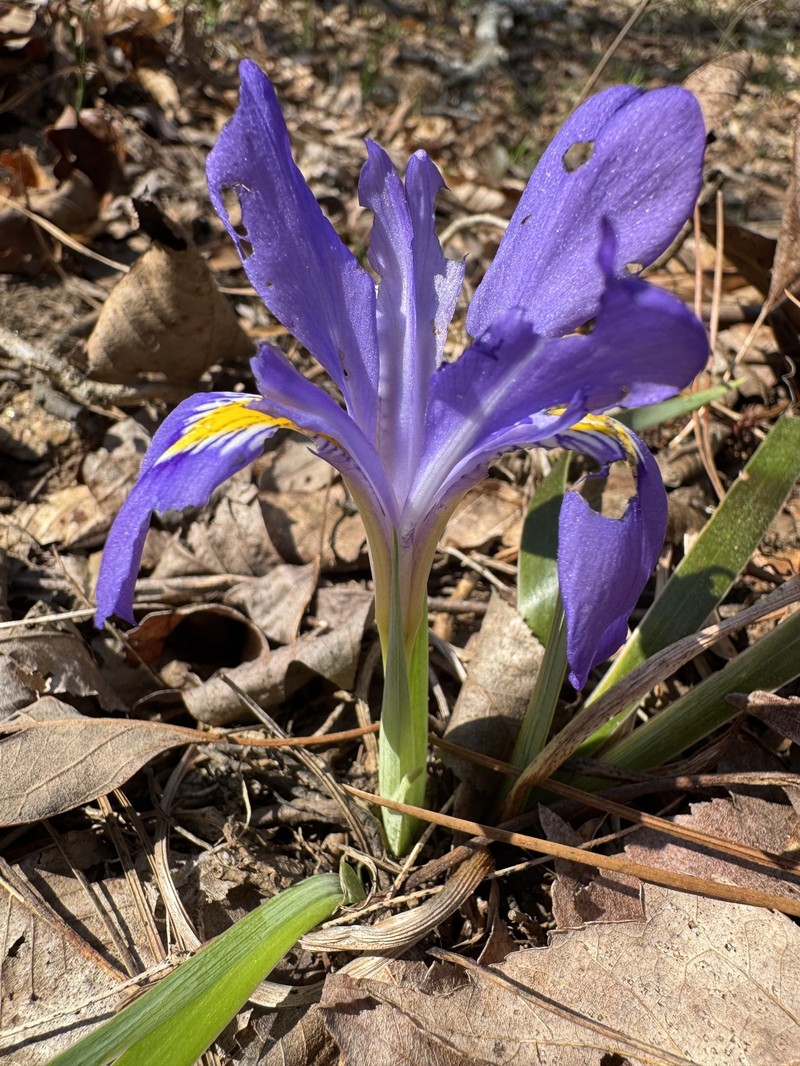 Iris verna var. smalliana