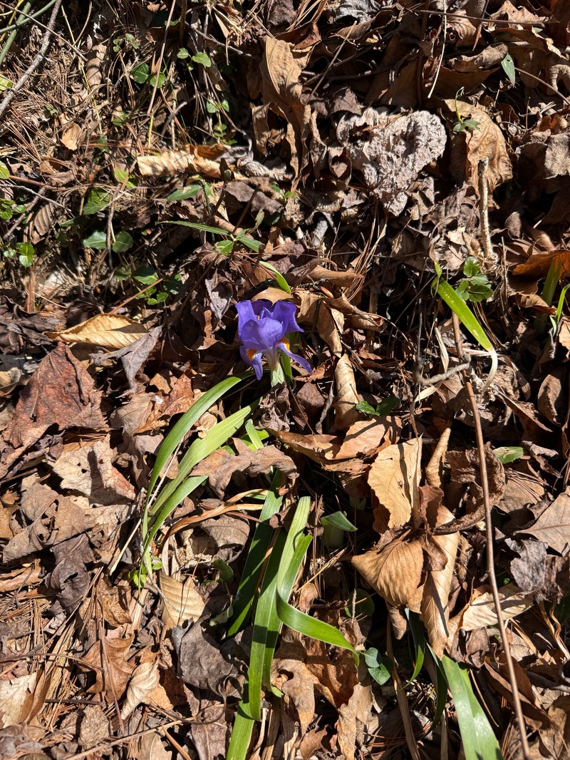 Iris verna var. smalliana photo 2