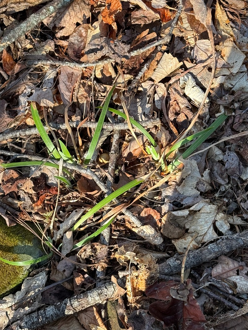 Iris verna var. smalliana photo 3