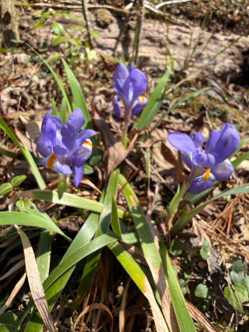 Iris verna var. smalliana photo 4