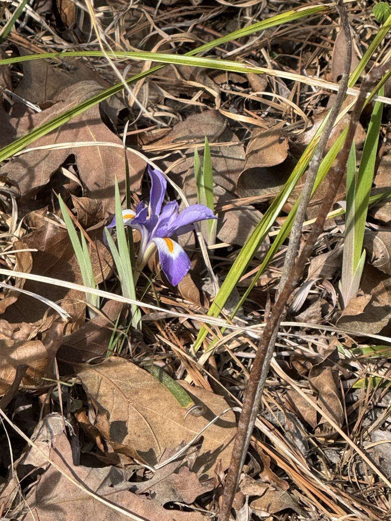 Iris verna var. smalliana photo 5
