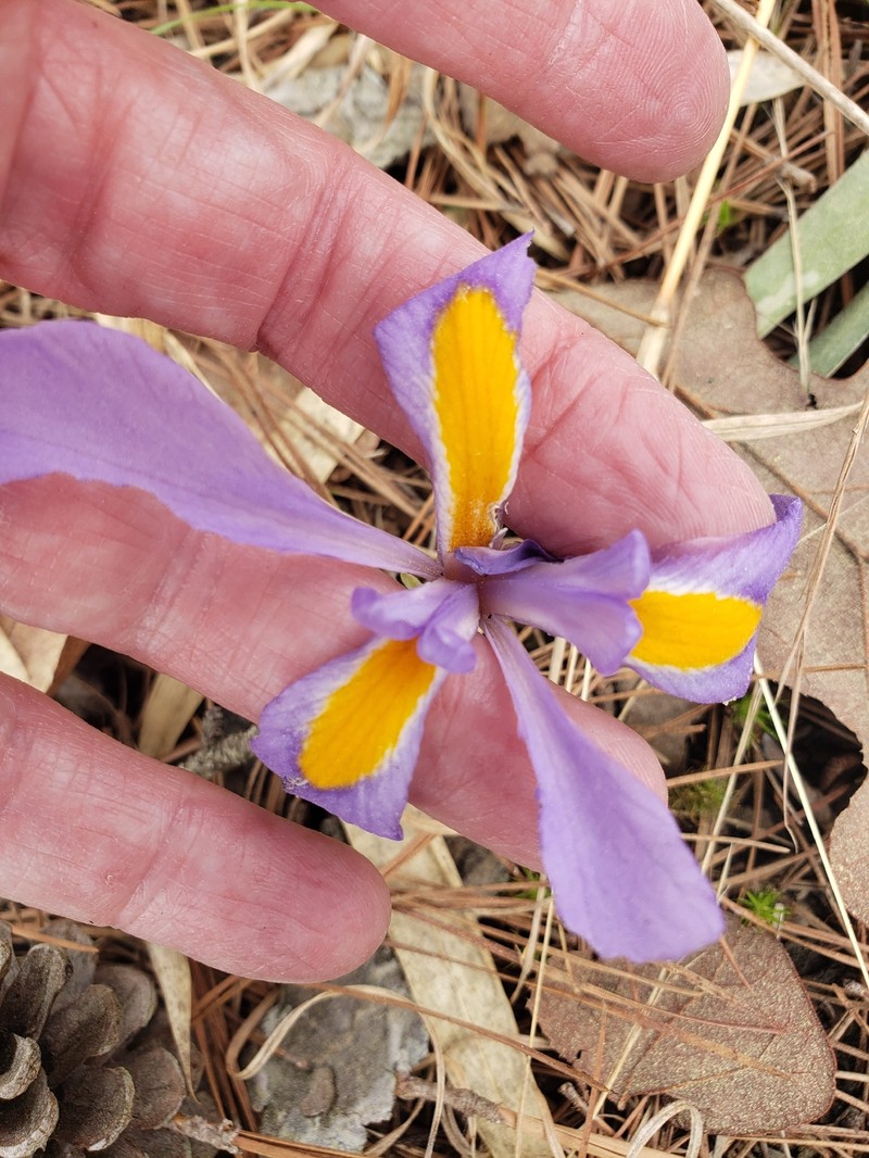 Iris verna var. smalliana photo 8