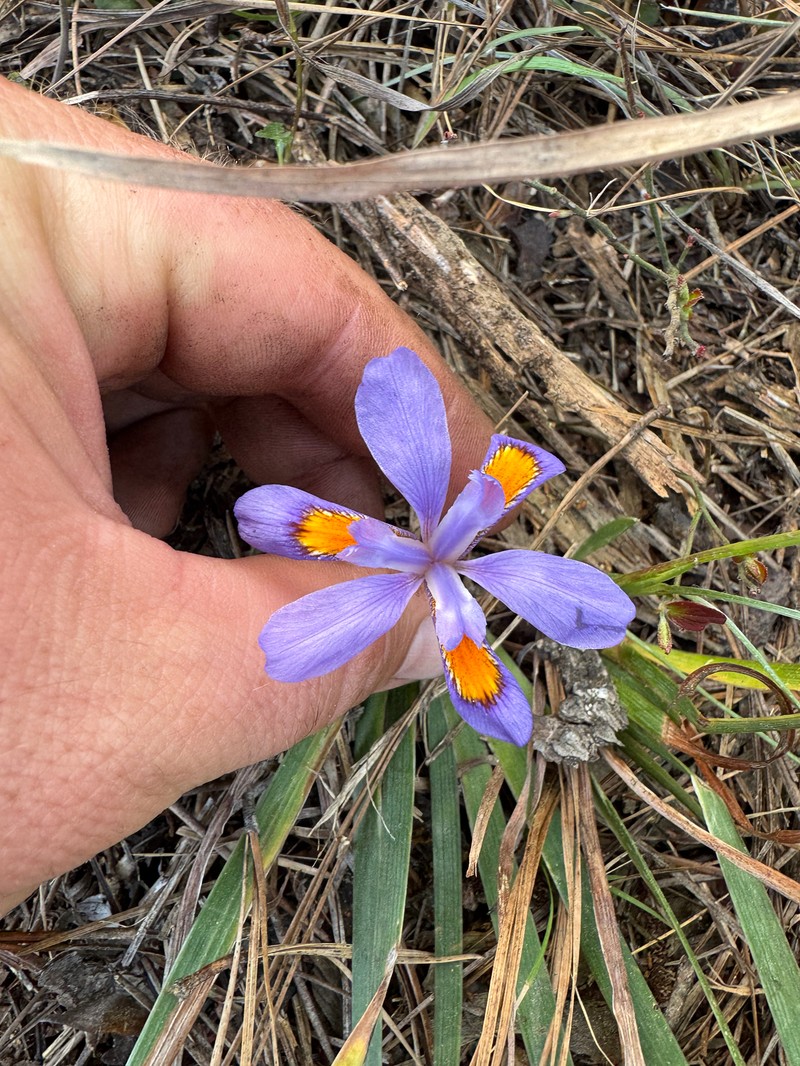 Iris verna var. verna
