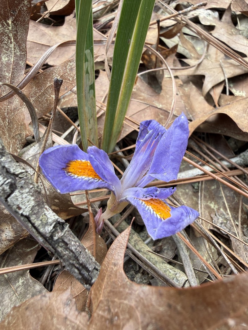Iris verna var. verna photo 2