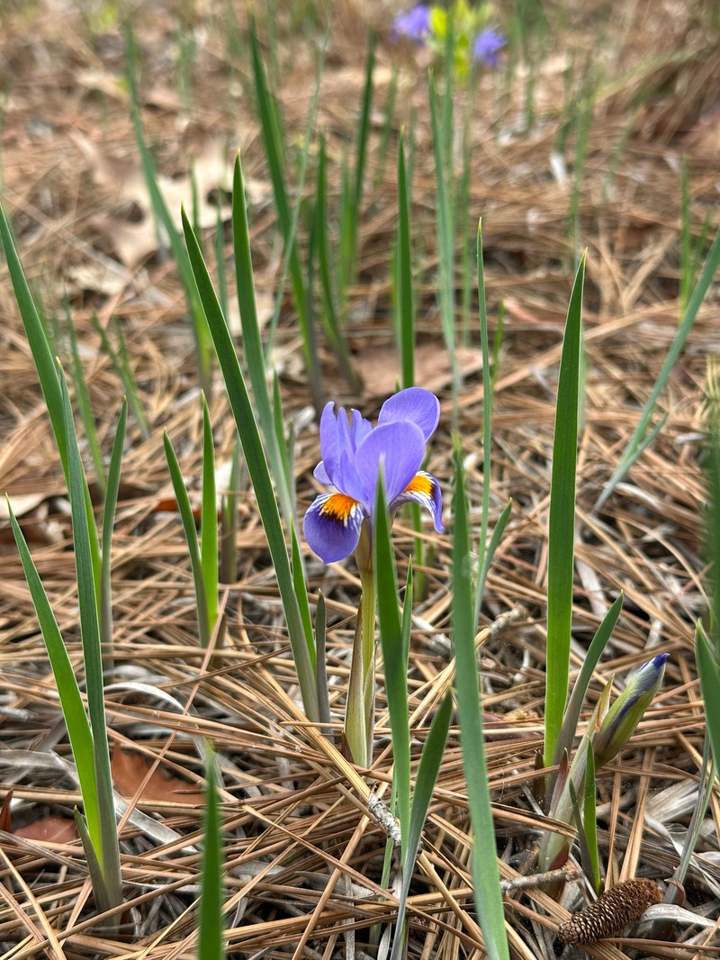 Iris verna var. verna photo 3