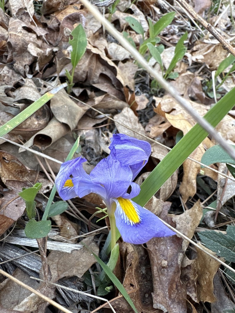 Iris verna var. verna photo 4