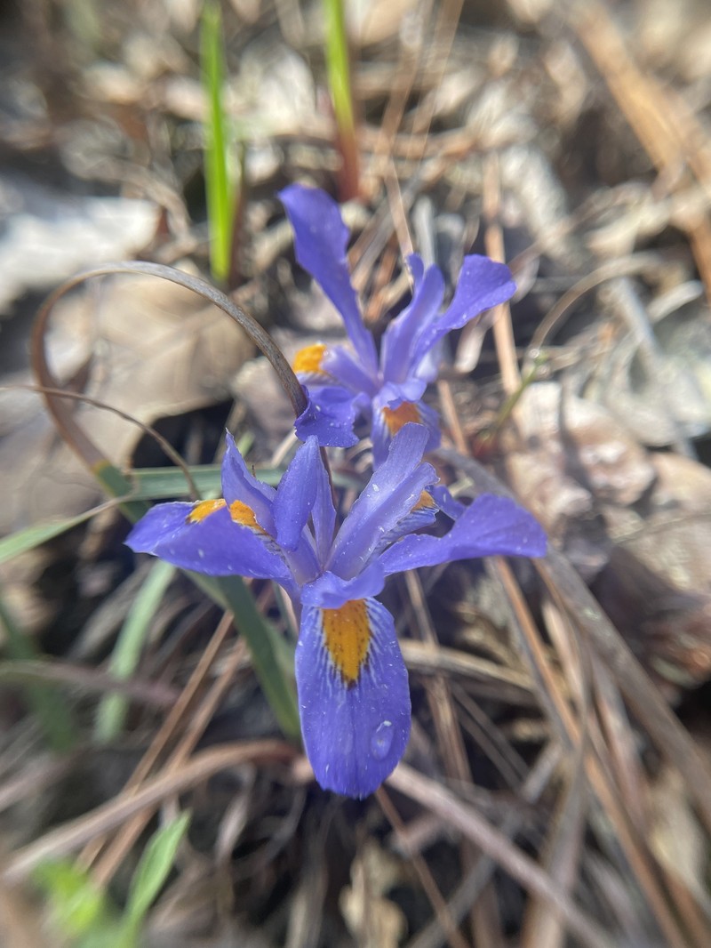 Iris verna var. verna photo 8