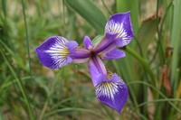 Harlequin Blueflag
