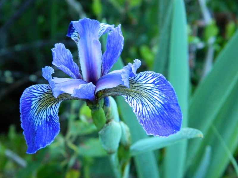 Harlequin Blueflag photo 6