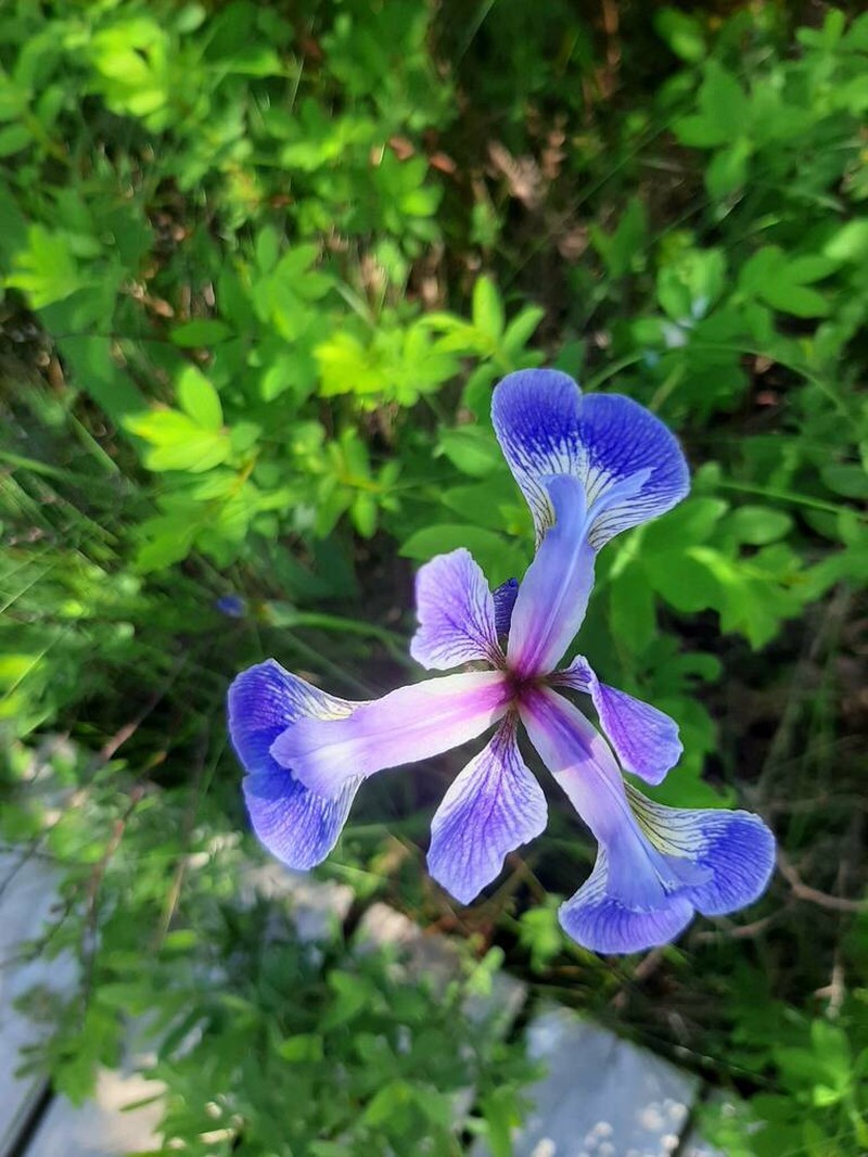 Harlequin Blueflag photo 8